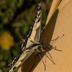 swallowtail