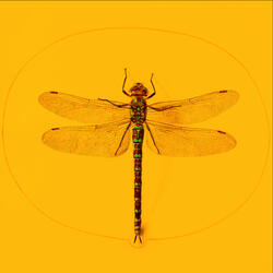 in Early Evening Hours..