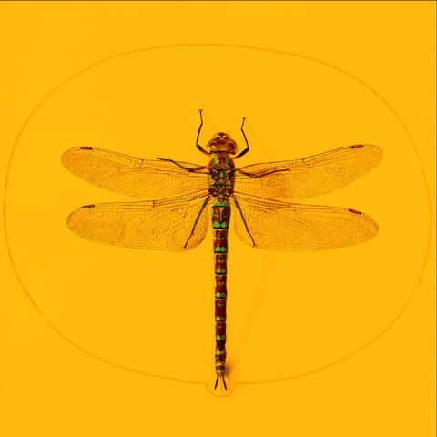 in Early Evening Hours..