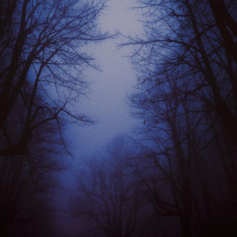 misty trees