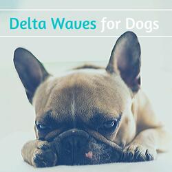 Music to Improve Your Dog's Mood