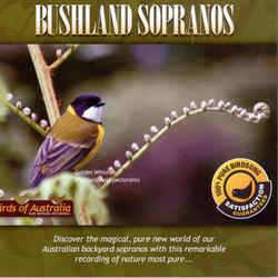 White-Throated Gerygone