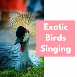 Bird Sounds for Cats