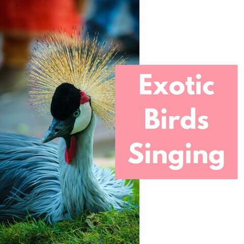 Exotic Birds Singing: Exotic Bird Noises, Relaxing Music and Nature Sounds from the Jungle