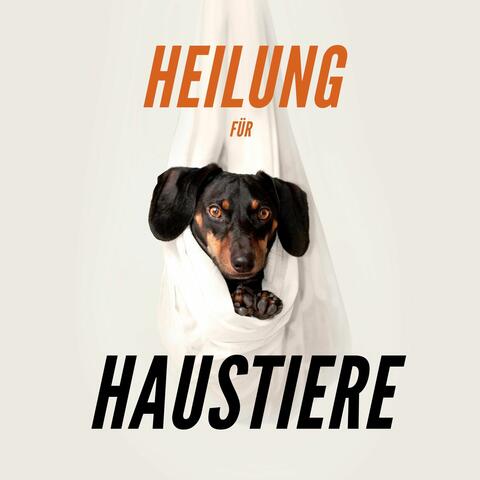 Heilung für Haustiere: Musik zur Aktivierung der Selbstheilungskräfte des Tieres