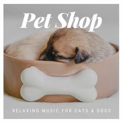 Pamper your Cat