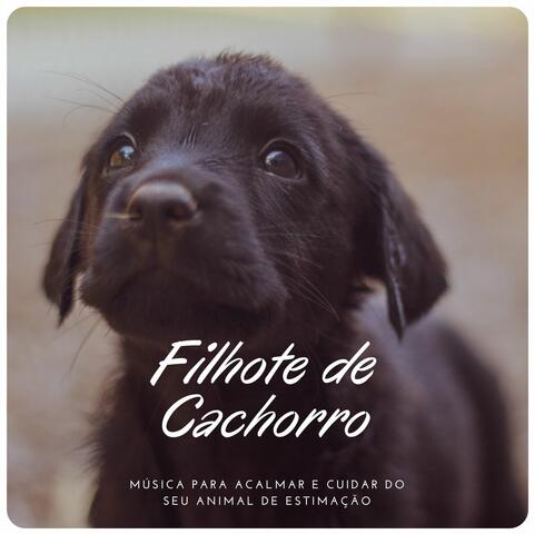 Filhote de Cachorro: Música para Acalmar e Cuidar do seu Animal de Estimação