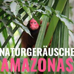 Klänge des Amazonas