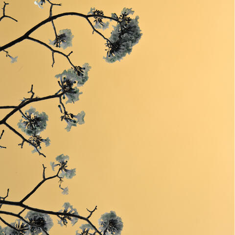 lost roses