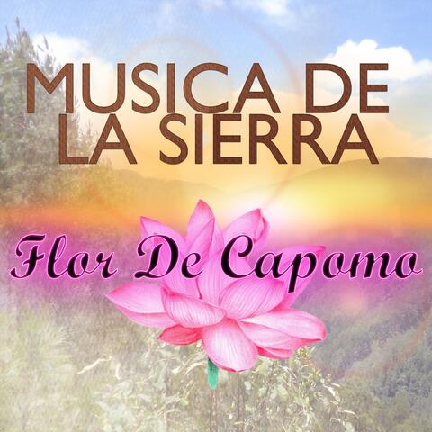 Flor de Capomo