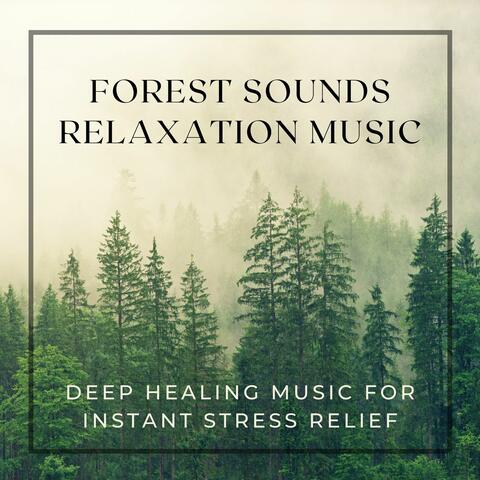 Forest Sounds Relaxation Music: Deep Healing Music for Instant Stress Relief