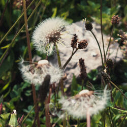 dandelions