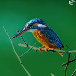 kingfisher