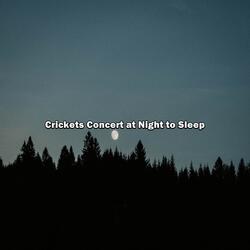 Calming my Spirit with the Sound of Crickets