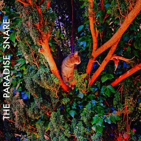 The Paradise Snare