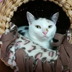 Cat Cuddle Cafe