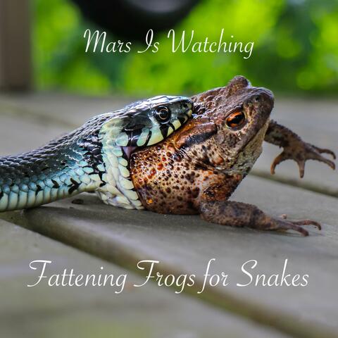 Fattening Frogs for Snakes