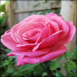Back Yard Rose