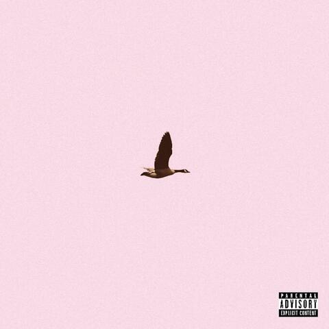 Goose