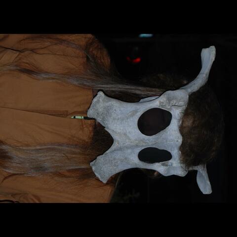 Animals in the Night