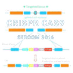 Crispr CAS-9