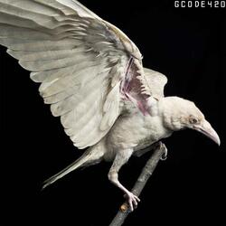 White Raven