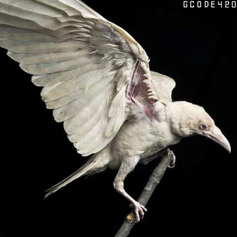 White Raven