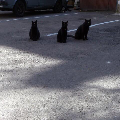 Triserica Neagră