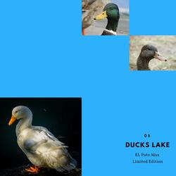 Ducks Lake