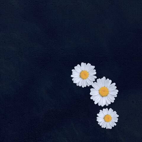 Lullabies and Daisies