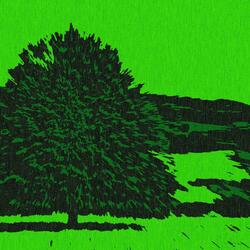 Linden Tree