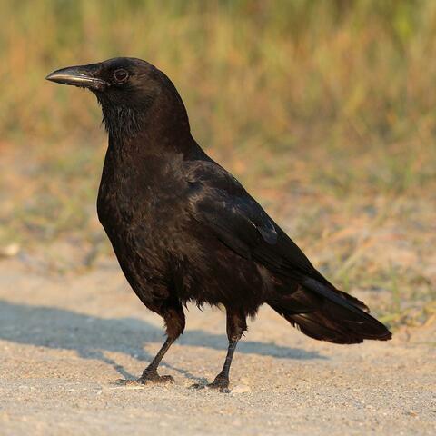 Ravens