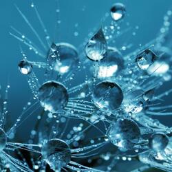 Bubbles