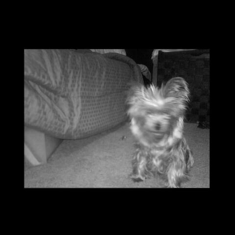 Dogland