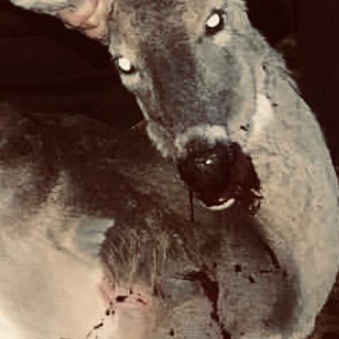 Our Last Album Was Very Offensive... We're Sorry