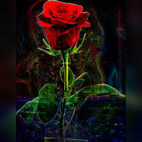Rose from the Concrete