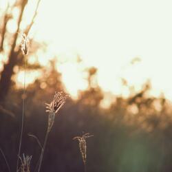 See the Light