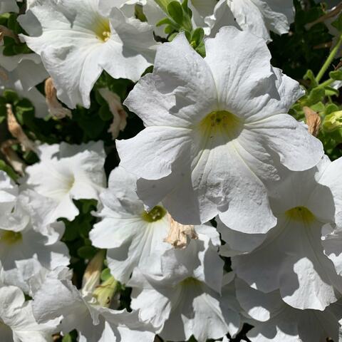 Spring in the Breeze