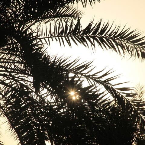 Halcyon