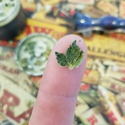 Shotta Flow Freestyle