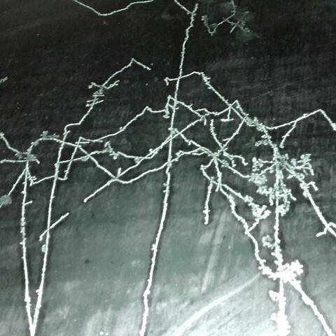 Pavor Nocturnus