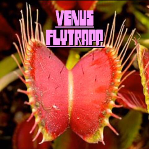 Venus Flytrap