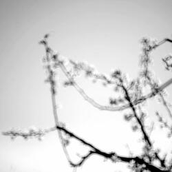 The Triangle of Mortality