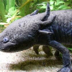 Mother Nature's Song