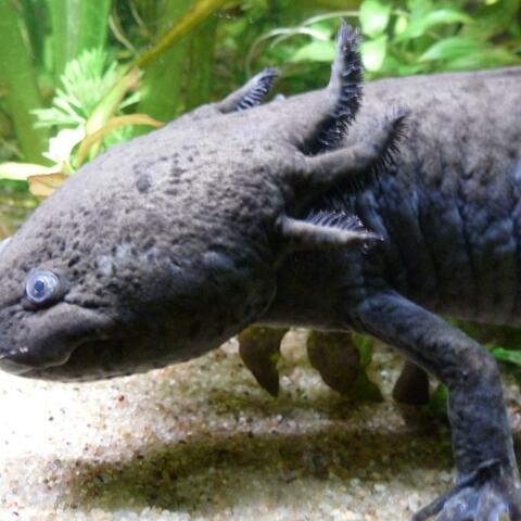 Johnny ST Tai: Memory of Taiwan