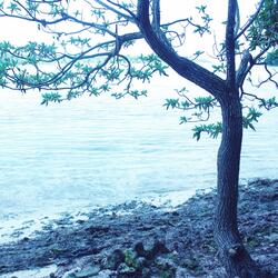 Dreaming