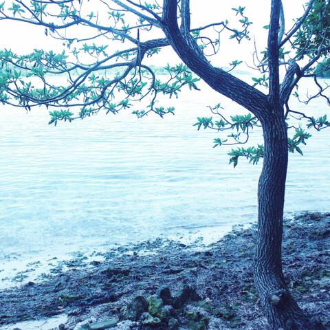Dreaming