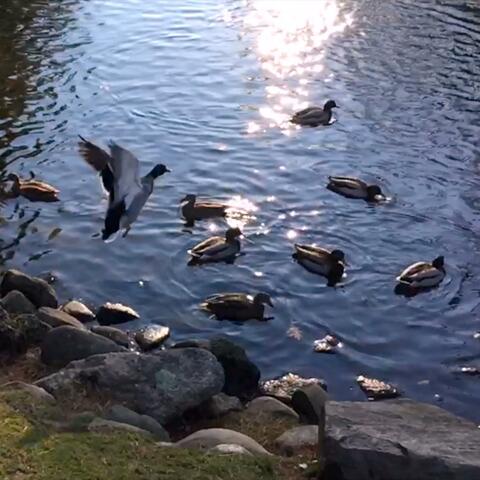 Duck Flight