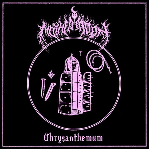 Chrysanthemum
