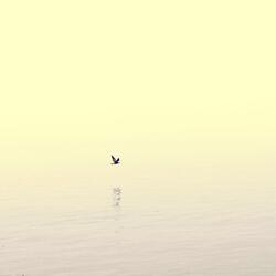 Over the Garden Wall